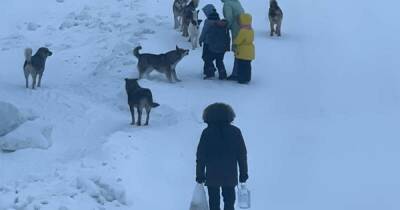 Приюты для бездомных собак создадут на Чукотке - ren.tv - Чукотка - Забайкальский край - Певек