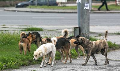 Александр Михайлов - Забайкальский депутат призвал отстреливать бродячих собак, а зоозащитников «ставить к стенке» - og.ru - Чита