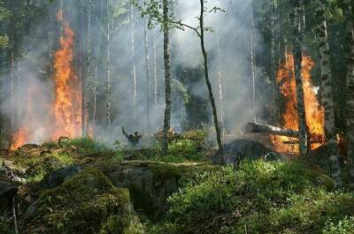 Уголовную и административную ответственность за лесные пожары предлагают разграничить - pnp - Россия - Башкирия - Госдума