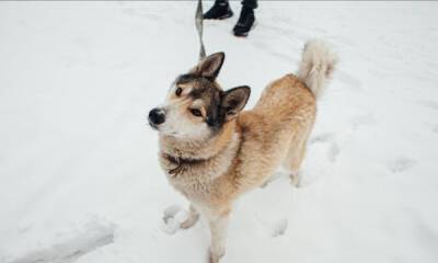 «Страшно!» В Петрозаводске собака съела закладку наркотиков, оставленную в лесу - gubdaily.ru - Петрозаводск
