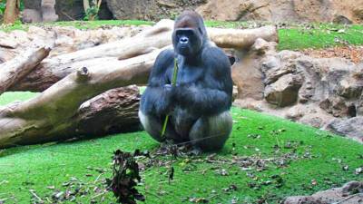 Самый старый в мире самец гориллы скончался в возрасте 61 года - mir24.tv - США - Атлант - Скончался