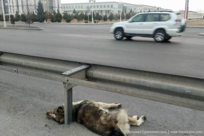От работников домоуправлений требуют отлавливать бродячих животных или сдавать деньги на их уничтожение - hronikatm.com - Туркмения - Ашхабад