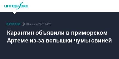 Карантин объявили в приморском Артеме из-за вспышки чумы свиней - interfax - Москва - Приморье край