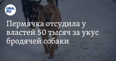 Пермячка отсудила у властей 50 тысяч за укус бродячей собаки - ura.news - Дзержинск - Пермь