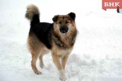 В Сосногорске с начала года отловили 38 бродячих собак - bnkomi.ru - Сосногорск - район Сосногорский