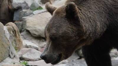 В зоопарке Ташкента женщина сбросила ребенка в вольер к медведю - iz - Санкт-Петербург - Израиль - Ташкент