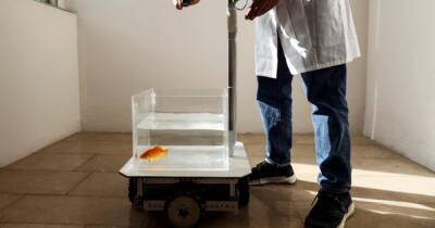 Ученые в Израиле научили золотую рыбку водит аквариум на колесах (видео) - focus.ua - Украина - Израиль
