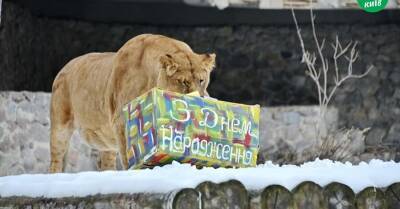 Львы из киевского зоопарка отметили день рождения праздничной "охотой" - kp.ua - Россия - Украина