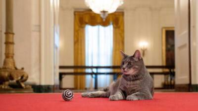Дональд Трамп - Джозеф Байден - Президент Байден завел в Белом доме кошку: фото - vesty.co.il - США - Израиль - шт.Пенсильвания