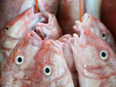 Ученые нашли рыб, которые могут «говорить» - rosbalt