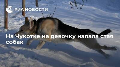 На Чукотке на девочку напала стая собак, прокуратура начала проверку - ria - Чукотка - Владивосток - Певек
