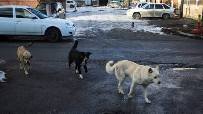 Дворник рассказал подробности спасения ребенка от стаи собак в Уфе - iz - Россия - Башкирия - Израиль - Уфа