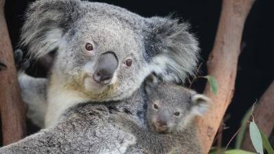 Скотт Моррисон - Власти Австралии выделят $35 млн на защиту коал - iz - Израиль - Австралия