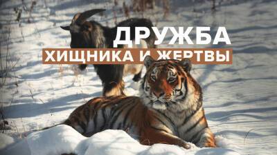Дмитрий Мезенцев - «Для нас это было большим удивлением»: директор сафари-парка — о судьбе тигра Амура и козла Тимура шесть лет спустя - russian