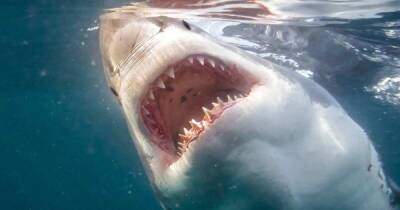 Ученые увидели в акулах союзников в борьбе с COVID - ren.tv - США