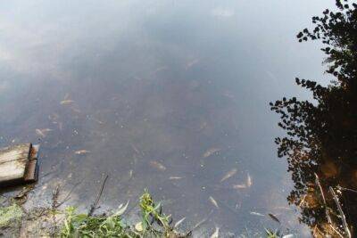 В Малой Берестовице загрязнение в водоеме привело к массовой гибели рыбы - grodnonews.by - Белоруссия - Экология