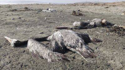 Птичий грипп убил почти 14 000 пеликанов и морских птиц в Перу - unn.com.ua - США - Украина - Киев - Канада