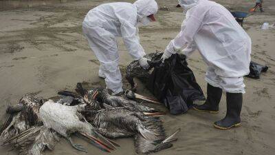 Птичий грипп убил тысячи пеликанов в Перу - ru.euronews.com - США - Канада - Лима