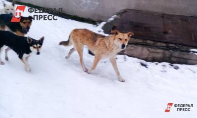 На севере Приангарья стая собак едва не загрызла ребенка - fedpress.ru - Иркутск - Забайкальский край