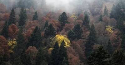 Ученые сосчитали все виды деревьев на Земле: им помогла шифровальная машина нацистов "Энигма" - focus.ua - США - Украина - Англия - шт. Индиана