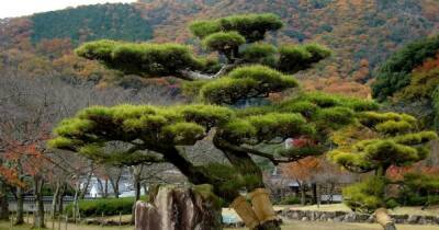 Японские деревья "сошли с ума" после аварии на АЭС Фукусима, – исследование - focus.ua - Украина - Япония