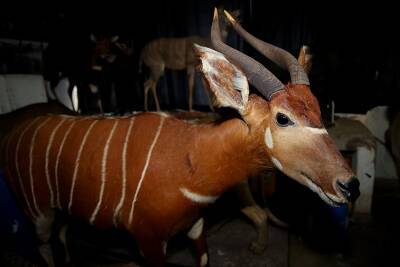 В Московский зоопарк привезли самца для антилопы бонго - tvc.ru - Россия - Германия - Волоколамск