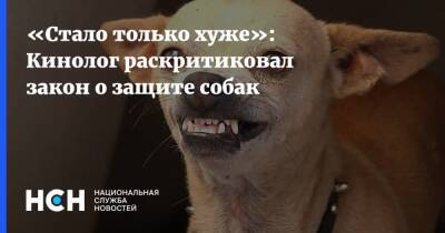 Владимир Бурматов - «Стало только хуже»: Кинолог раскритиковал закон о защите собак - nsn - Россия - Швеция - Новая Зеландия