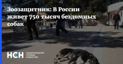 Владимир Бурматов - Зоозащитник: В России живет 750 тысяч бездомных собак - nsn - Москва - Россия