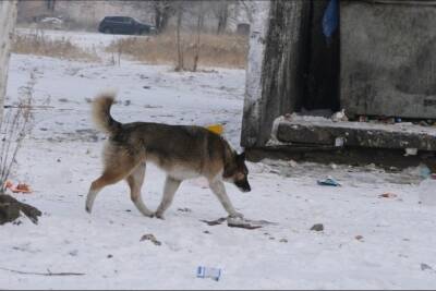 Более 500 собак поймали на улицах Читы с начала года - mk.ru - Чита