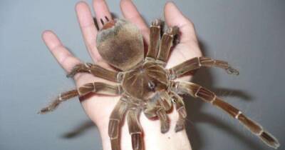 Англия - Напугал грузчиков: самый большой паук в мире месяц плыл в ящике из Китая в Англию - focus.ua - Китай - Украина - Англия