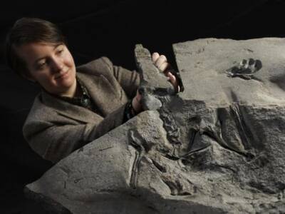 В Шотландии нашли окаменелость птерозавра, прекрасно сохранившуюся - unn.com.ua - Китай - Украина - Киев - Бразилия - Шотландия