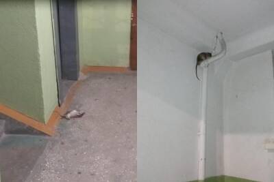 Полчища крыс атаковали жильцов дома на Фрунзе в Новосибирске - sib.fm - Новосибирск