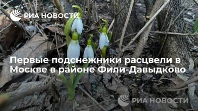 Первые подснежники расцвели в Москве в районе Фили-Давыдково - ria - Москва - Москва