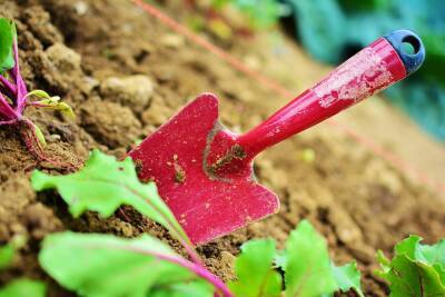 Как весной улучшить старую почву в саду и огороде: 5 безопасных способов по восстановлению плодородия - pravda-tv.ru - Россия
