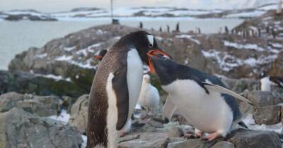Антарктида - Украинские полярники показали, как смешно прыгают пингвины в Антарктиде (видео) - focus.ua - Украина - Антарктида - станция Академик Вернадский
