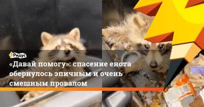 «Давай помогу»: спасение енота обернулось эпичным и очень смешным провалом - ridus.ru