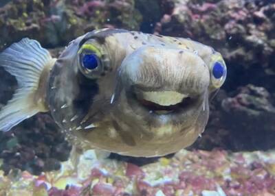 Голливудская улыбка для ядовитой рыбки: мужчина сводил к стоматологу необычного питомца - vchaspik.ua - Украина