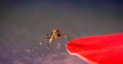 Ученые выяснили почему одних людей комары кусают, а других нет: дело в одежде - focus.ua - Украина - штат Вашингтон