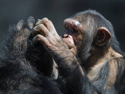 Шимпанзе лечат себя и своих сородичей с помощью насекомых - polit.ru - Габон