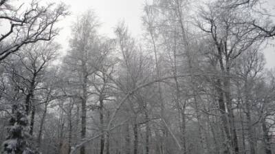 Снегопад стал причиной многочисленных ДТП в Пензе и области - penzainform.ru - Пензенская обл. - Пенза - район Бессоновский