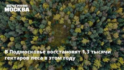 В Подмосковье восстановят 1,3 тысячи гектаров леса в этом году - vm - Московская обл.