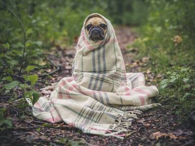 Виноват человек: три четверти домашних собак страдают депрессией - bloknot.ru - Англия