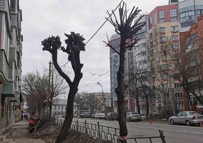 Рязанцы попросили мэрию разъяснить правила обрезки деревьев в городе - ya62.ru