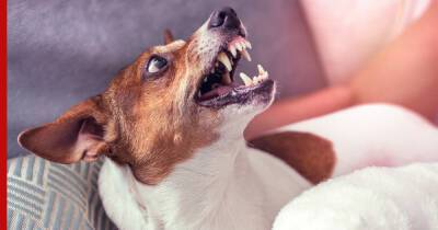 Собака стала агрессивной: советы хозяину - profile.ru - Англия