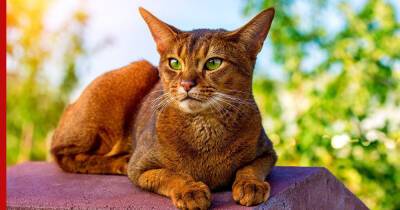 Сообразительные и обучаемые: 5 самых умных пород кошек - profile.ru - Гавана