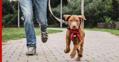 Не для ленивых: 7 пород собак, с которыми нужно много гулять - profile.ru