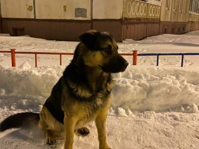 Андрей Назаров - В правительстве Башкирии рассказали, что будут делать с бродячими собаками - ufacitynews.ru - Башкирия
