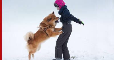 Настырный пес: 7 советов, которые помогут отучить собаку запрыгивать на людей - profile.ru