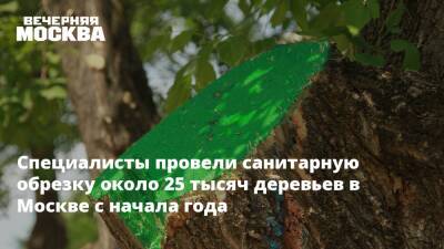 Специалисты провели санитарную обрезку около 25 тысяч деревьев в Москве с начала года - vm - Москва - Московская обл. - Москва