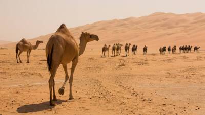 Лео Месси - Спортдайджест: в Омане стартуют верблюжьи бега, каскадер стал курьером для команды по крикету, ПСЖ зарабатывает на футболках - mir24.tv - Франция - Оман